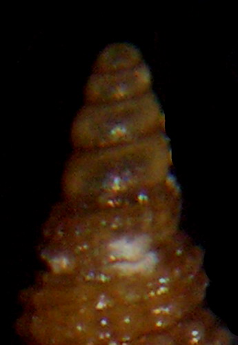 Cerithiopsis??